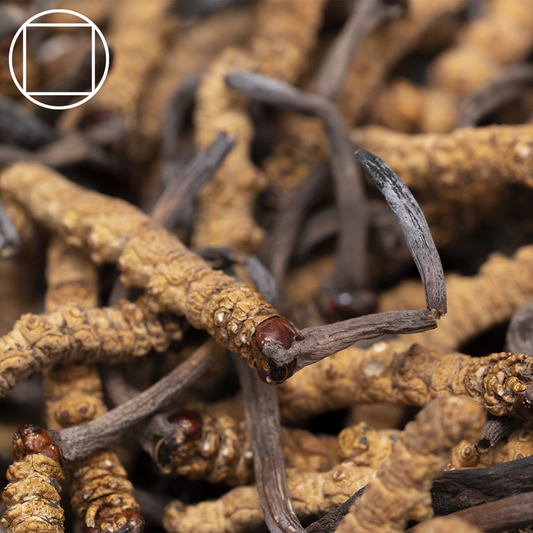 Discover the Health Benefits of Cordyceps